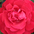Bordová - Záhonová ruža - grandiflora - floribunda - Burning Love®